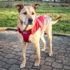 Helios Altitude-Mountaineer Wrap-Velcro Protective Waterproof Dog Coat w/ Blackshark technology
